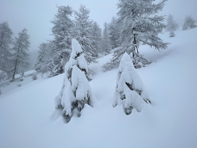 Alberi innevati sopra San Vigilio in Marebbe (Foto: guida alpina Simon Kehrer, 02.04.2022)