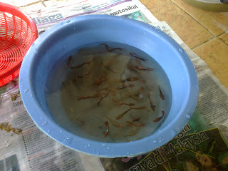 diy tempat guppy menyorok d 1