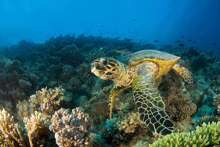 Beautiful Ocean Sea Turtles