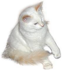 Specifically Type of All Concerning The Ragdoll Cat Personality
Ragdoll kitten Cat
