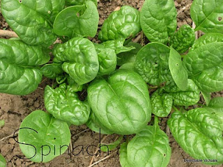 home garden spinach