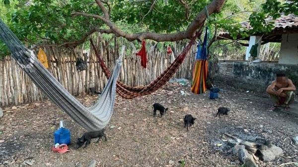 Dormindo com porcos, sem água e luz, nove pessoas são resgatadas em condições análogas à escravidão