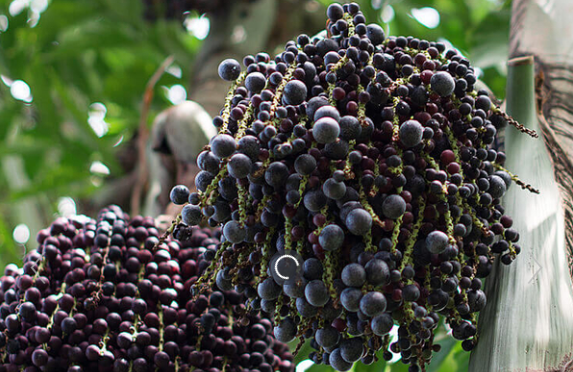 Acai Berries Benefits
