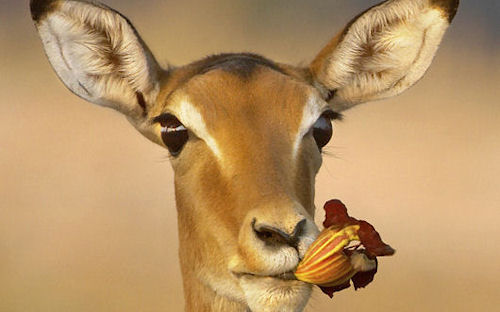 Ciervo sediento - Thirsty deer - Cerfs soif