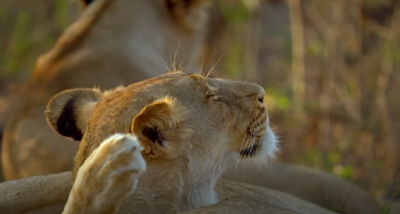 Sleepy Lioness