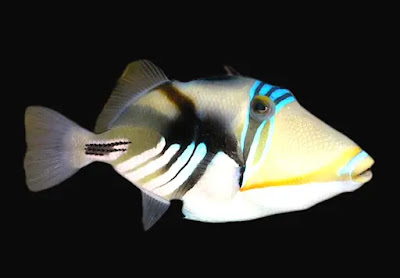 Soins de Triggerfish Picasso