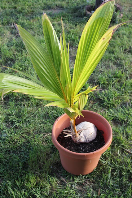 How to Grow Coconut Tree, Growing Coconut Plant in Pot - Everything
