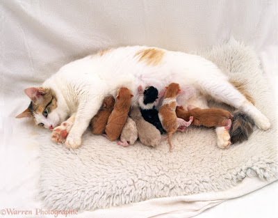 usia perkembangan anak kucing kittens.jpg