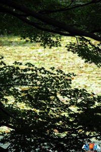 DSC_0532