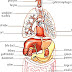 Human Body - Body Parts Inside A Human