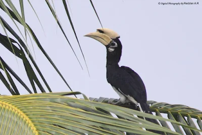 Oriental Pied Hornbill (Anthracoceros albirostris)