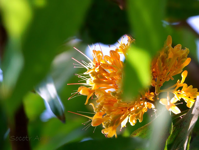 Saraca asoca