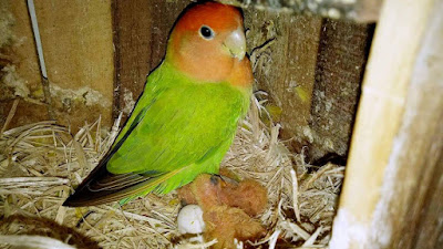  pemaen usang atau gres berdasarkan aku wajib menguasai sistem ini Sistem Ternak Babuan Pada Lovebird