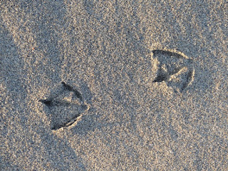 Traces de pas - Empreinte dans le sable - Traces d'animaux