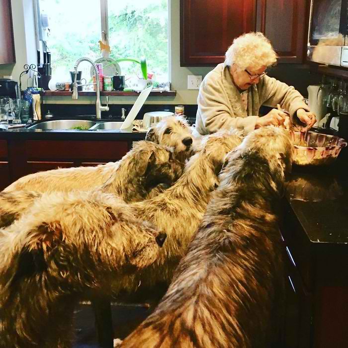 20 Hilarious Photos Of Irish Wolfhounds That Prove How Adorably Big They Are