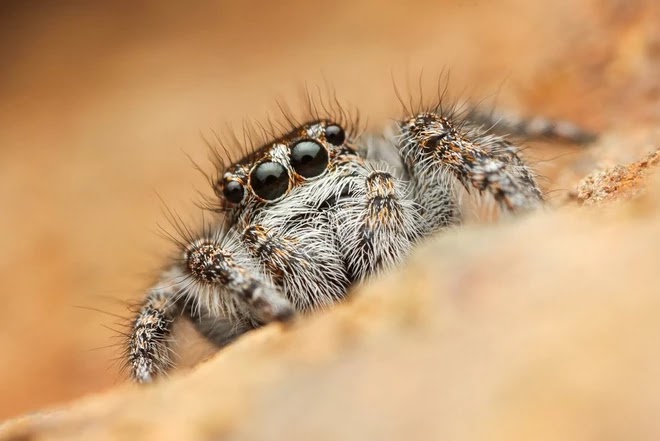 get-inspired-insect-macro-photography-tips-7_2c1d62fca9064daaa7f6802799c66230