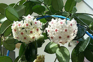 hoya-mathilde-flowers