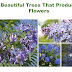 Best Beautiful Trees That Produce Blue Flowers