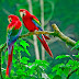 Parrot Wallpaper - Parrots HD desktop wallpaper.