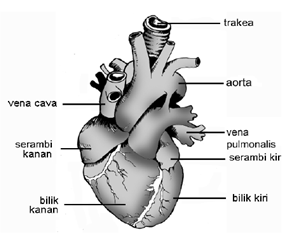 Gambar