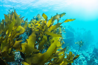 Seaweed as plant fertilizer