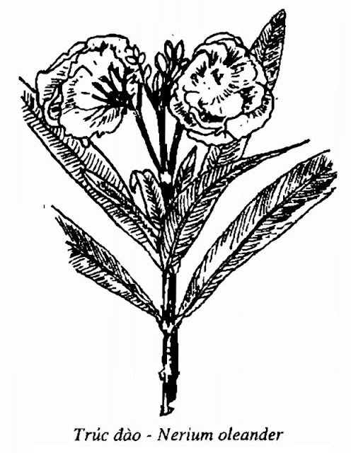 Hình vẽ Cây Trúc Đào - Nerium oleander - Nguyên liệu làm thuốc Chữa bệnh Tim
