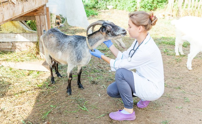 Keeping Goats - Learn About Pet Goat Care