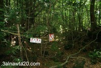 غابة الانتحار فى اليابان-غابة أوكيغاهارا اليابانية