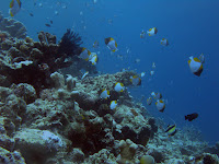 Bunaken Diving Wallpaper 1024 01