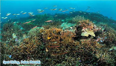 Diving Pulau Morotai