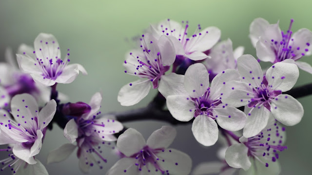 Beautiful flowers hd images