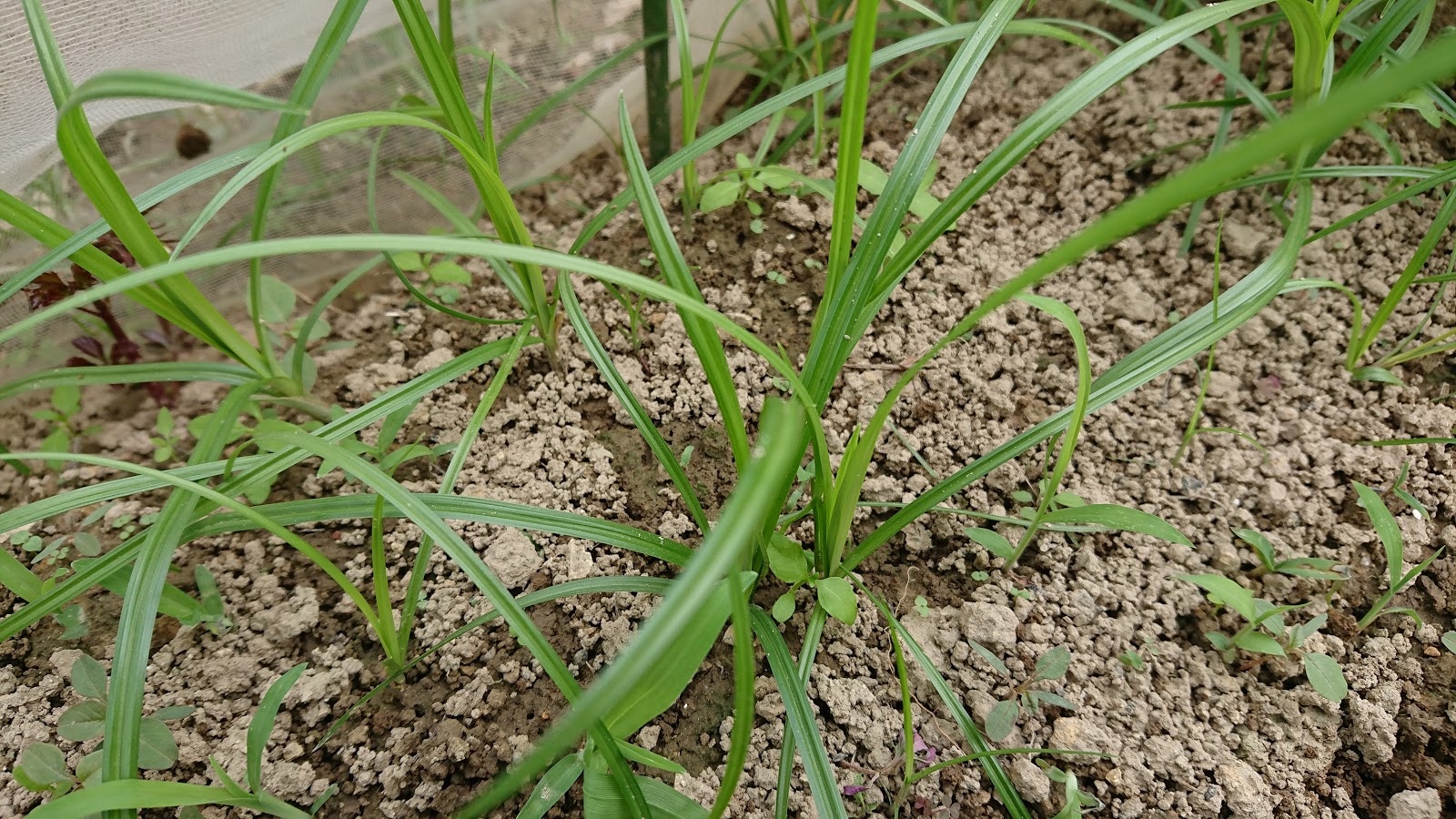 ６０過ぎの日々 家庭菜園畑の作業記録 キャベツの畝の除草