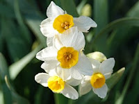 Narcissus tazetta