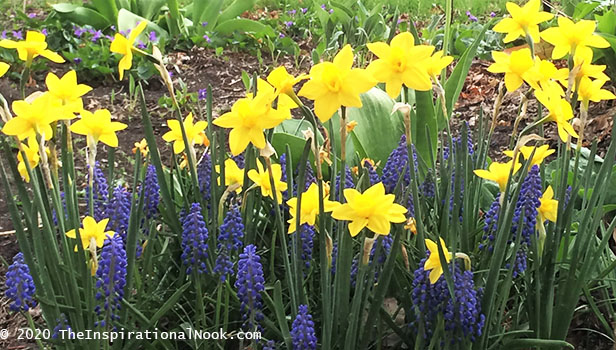 Jet fire mini daffodils and muscari