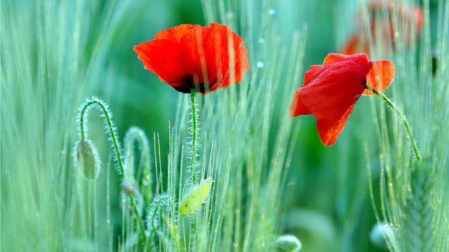 two flowers of red poppies