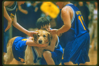 Picture of Buddy a Golden Retriever that starred in the movie Air Bud