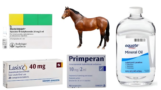 Equine Colic: The Dangers Improper Drug Use