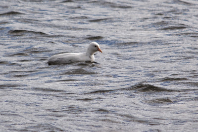 Markol - Meerkoet - Fulica atra