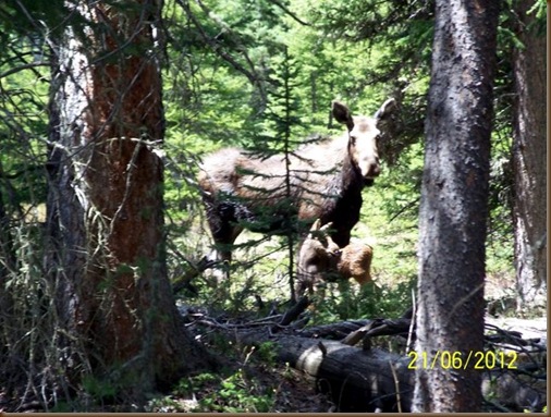 Chucks Moose and Baby