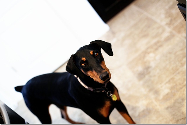 Lilly in the kitchen