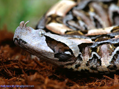 Rhinoceros Horned Viper