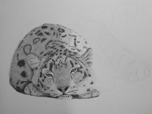 snow leopard drawing in progress