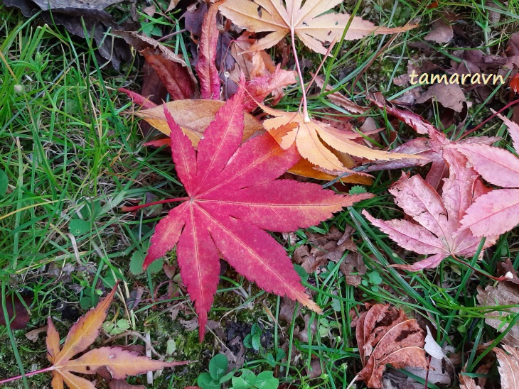 Клён дланевидный (Acer palmatum): опавшие листья