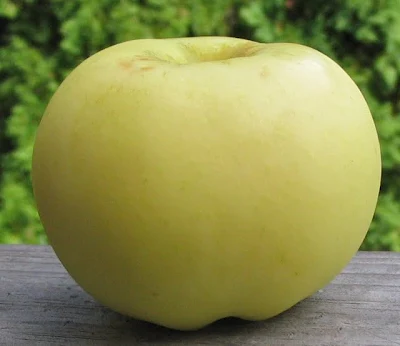 A yellow apple tinged with green