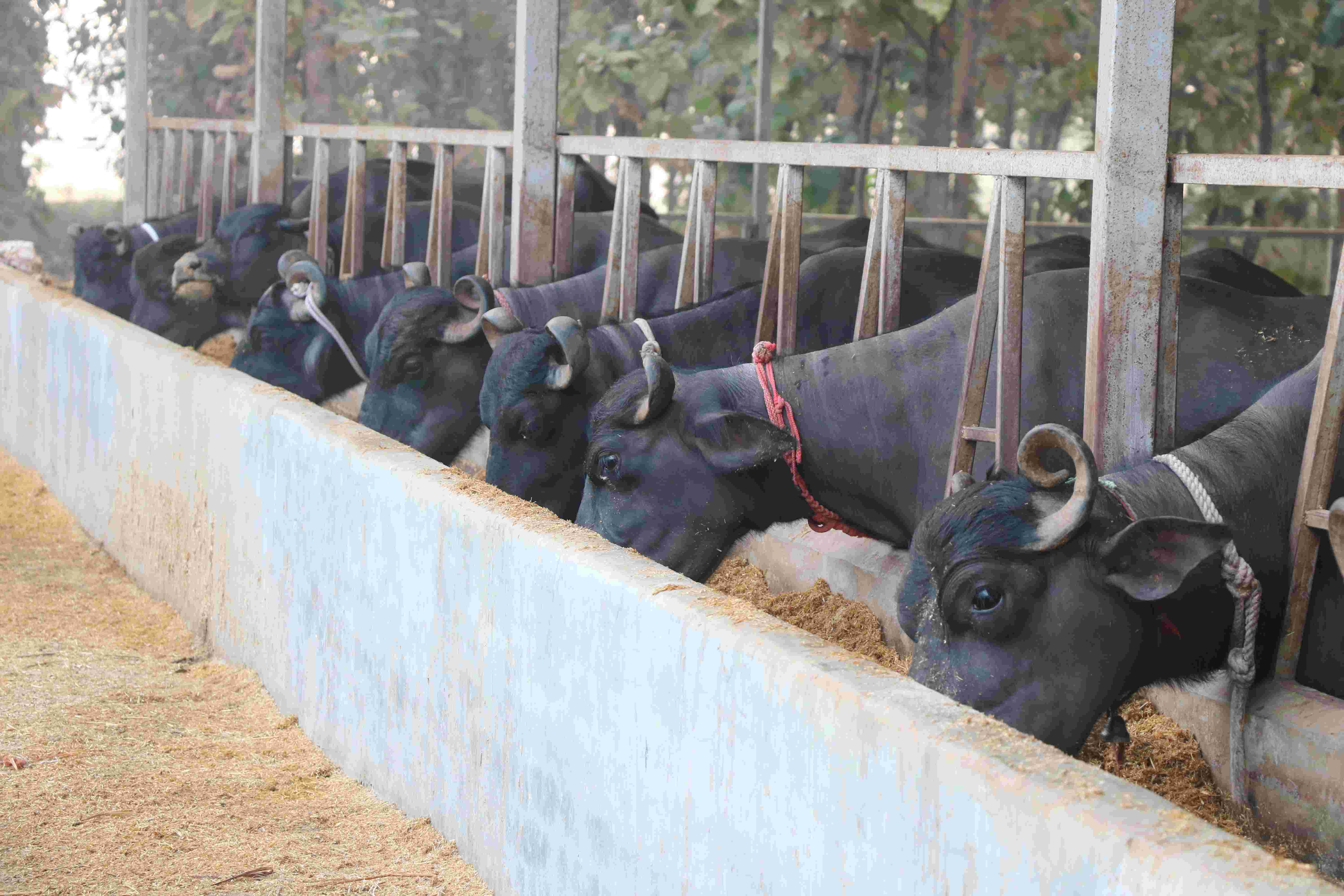 गाय-भैंस से ज्यादा दूध चाहिए तो दें संतुलित आहार, यहां जानें पशुओं को कैल्शियम देने के फायदे