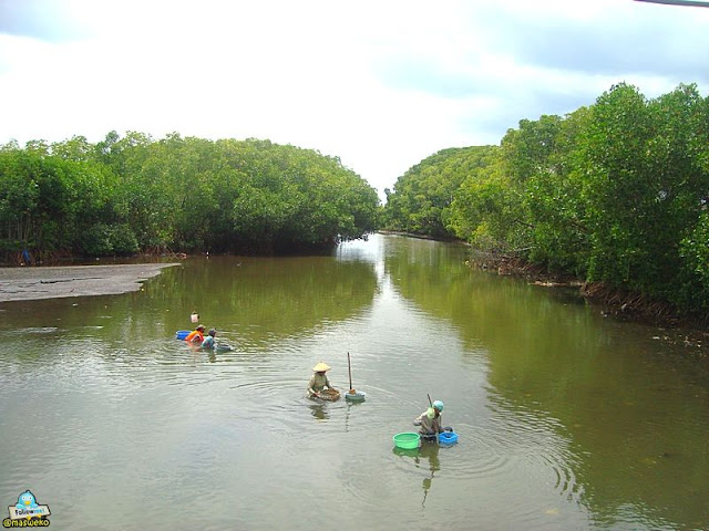 Hutan mangrove di Pulau Santen.