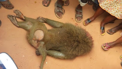 giant monkey killed ago iwoye ogun state