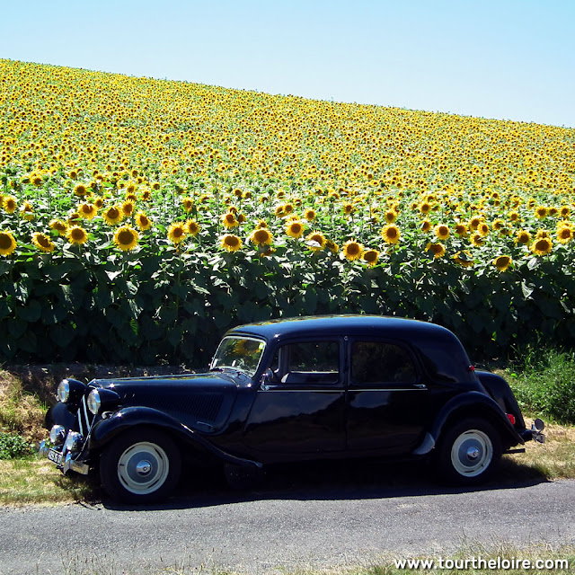 Citroen Traction Avant in front of sunflower crop, Indre et Loire, France. Photo by Loire Valley Time Travel.