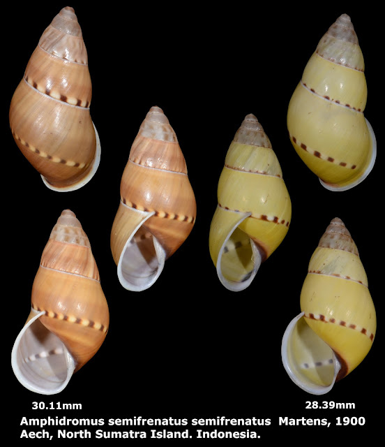 Amphidromus semifrenatus semifrenatus 28.39 & 30.11mm