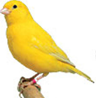 Gambar Burung Kenari Warna Kuning Lucu Gambar Foto 